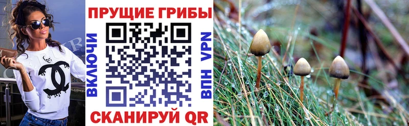 наркота  Кисловодск  МЕГА маркетплейс  Галлюциногенные грибы GOLDEN TEACHER 